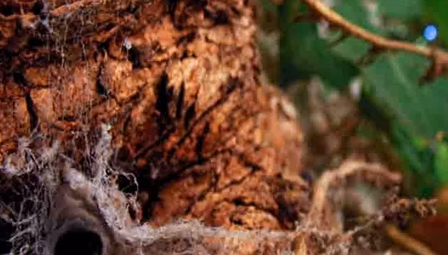 Chlorophytum comosum : les bienfaits de la plante araignée en intérieur