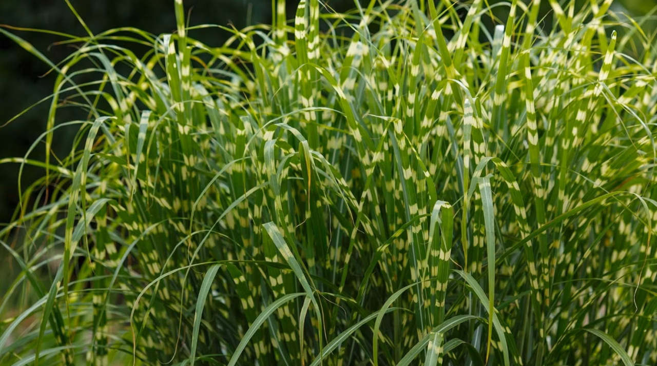 Guide pratique : Comment tirer le meilleur parti des herbes de Saint-Jacques ?