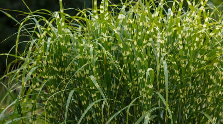 Guide pratique : Comment tirer le meilleur parti des herbes de Saint-Jacques ?
