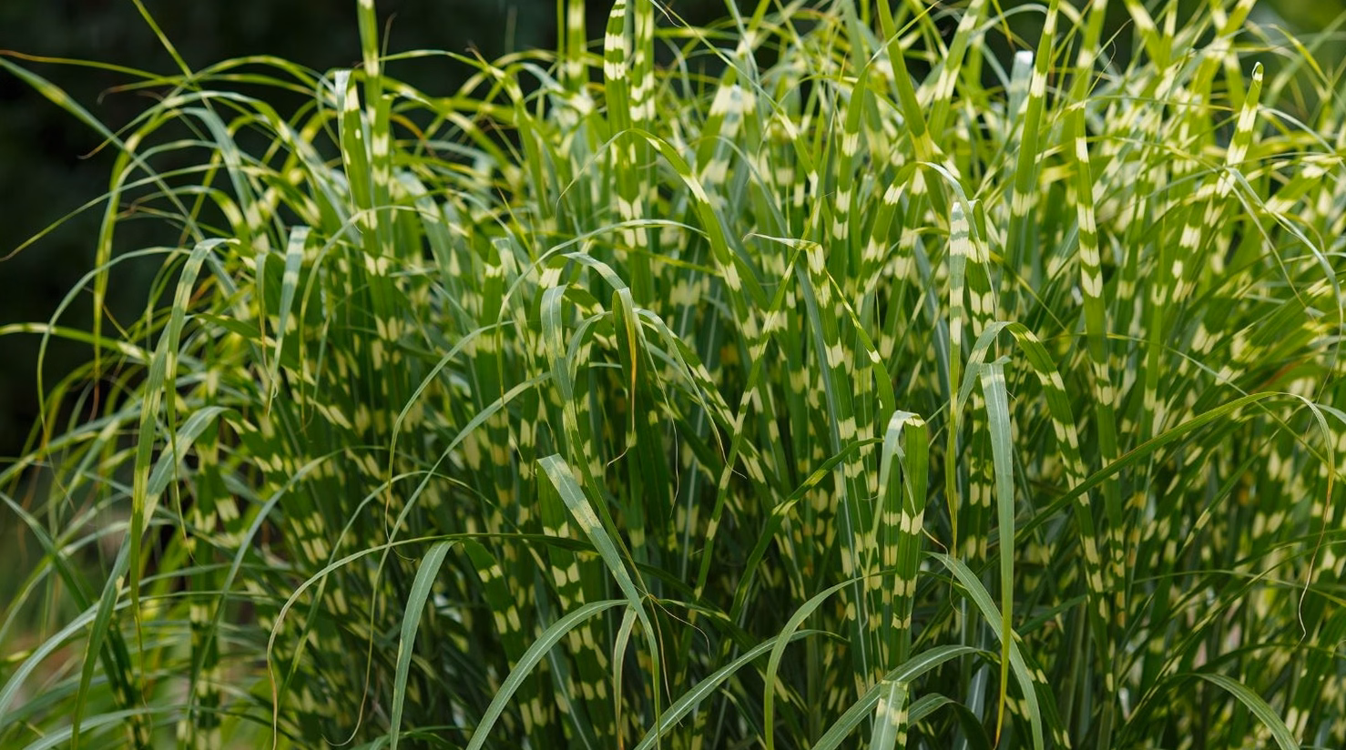 Guide pratique : Comment tirer le meilleur parti des herbes de Saint-Jacques ?