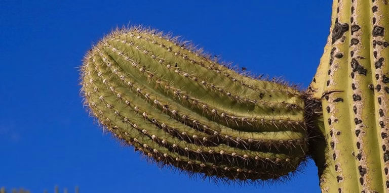 Yucca : tout ce que révèle cette plante hors du commun