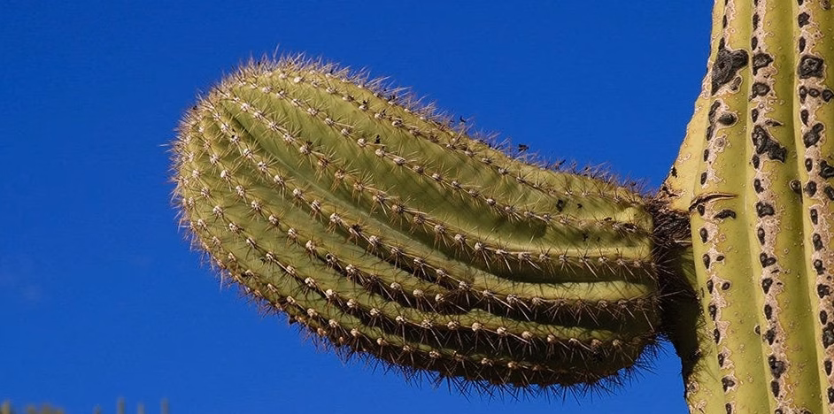 Yucca : tout ce que révèle cette plante hors du commun